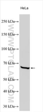 CHRNG Antibody in Western Blot (WB)