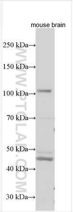 SLC14A2 Antibody in Western Blot (WB)