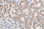 Sclerostin Antibody in Immunohistochemistry (Paraffin) (IHC (P))