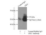 ZIK1 Antibody in Immunoprecipitation (IP)