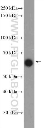 ZIK1 Antibody in Western Blot (WB)