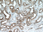 POLD3 Antibody in Immunohistochemistry (Paraffin) (IHC (P))