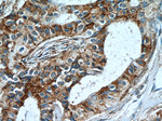 POLD3 Antibody in Immunohistochemistry (Paraffin) (IHC (P))