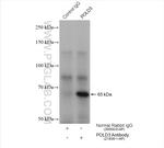 POLD3 Antibody in Immunoprecipitation (IP)