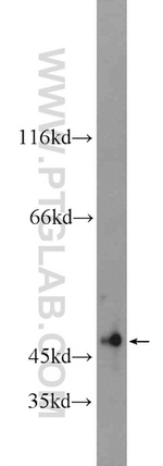 POLD3 Antibody in Western Blot (WB)