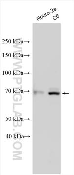 CHRNA4 Antibody in Western Blot (WB)