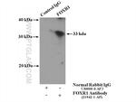 FOXR1 Antibody in Immunoprecipitation (IP)
