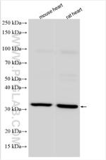 TOR1B Antibody in Western Blot (WB)