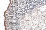 SHPRH Antibody in Immunohistochemistry (Paraffin) (IHC (P))
