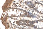 SHPRH Antibody in Immunohistochemistry (Paraffin) (IHC (P))