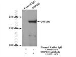 SHPRH Antibody in Immunoprecipitation (IP)