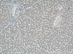 LOC286135 Antibody in Immunohistochemistry (Paraffin) (IHC (P))