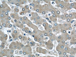LOC286135 Antibody in Immunohistochemistry (Paraffin) (IHC (P))