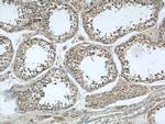 LOC286135 Antibody in Immunohistochemistry (Paraffin) (IHC (P))