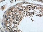 LOC286135 Antibody in Immunohistochemistry (Paraffin) (IHC (P))