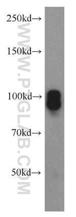 SP1 Antibody in Western Blot (WB)