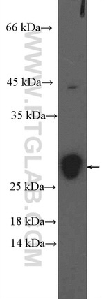LMO2 Antibody in Western Blot (WB)