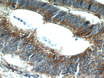 ALCAM Antibody in Immunohistochemistry (Paraffin) (IHC (P))