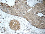 ALCAM Antibody in Immunohistochemistry (Paraffin) (IHC (P))