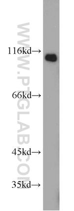 ALCAM Antibody in Western Blot (WB)