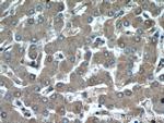 GFRA2 Antibody in Immunohistochemistry (Paraffin) (IHC (P))