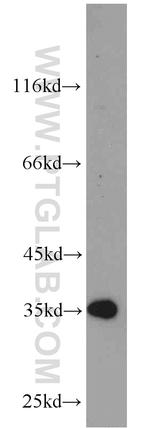 GFRA2 Antibody in Western Blot (WB)