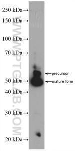 GFRA2 Antibody in Western Blot (WB)