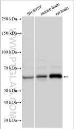 CHRM3 Antibody in Western Blot (WB)