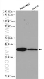 ROM1 Antibody in Western Blot (WB)