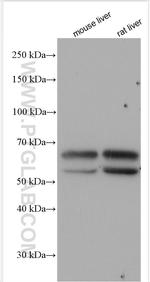Tyrosinase Antibody in Western Blot (WB)