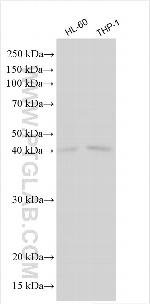 OSCAR Antibody in Western Blot (WB)