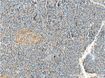 LAMP1 Antibody in Immunohistochemistry (Paraffin) (IHC (P))