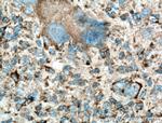 LAMP1 Antibody in Immunohistochemistry (Paraffin) (IHC (P))