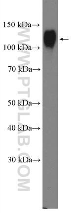 LAMP1 Antibody in Western Blot (WB)