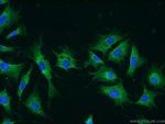 RRBP1 Antibody in Immunocytochemistry (ICC/IF)