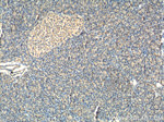 RRBP1 Antibody in Immunohistochemistry (Paraffin) (IHC (P))