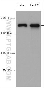 RRBP1 Antibody in Western Blot (WB)
