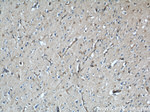 VAT1 Antibody in Immunohistochemistry (Paraffin) (IHC (P))