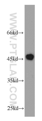 VAT1 Antibody in Western Blot (WB)
