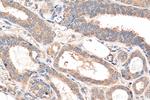 NFATC2 Antibody in Immunohistochemistry (Paraffin) (IHC (P))