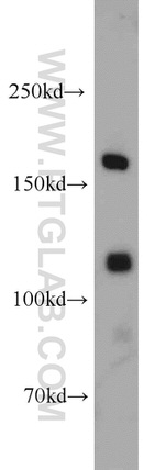 SARA Antibody in Western Blot (WB)