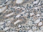 SARA Antibody in Immunohistochemistry (Paraffin) (IHC (P))