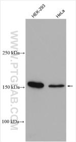 SARA Antibody in Western Blot (WB)