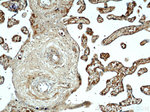 CCDC120 Antibody in Immunohistochemistry (Paraffin) (IHC (P))