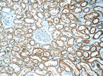 C5orf4 Antibody in Immunohistochemistry (Paraffin) (IHC (P))