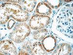 C5orf4 Antibody in Immunohistochemistry (Paraffin) (IHC (P))