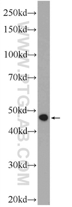 C5orf4 Antibody in Western Blot (WB)