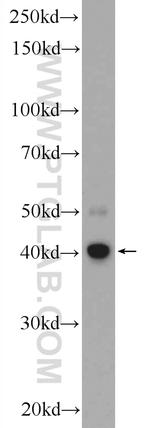 C5orf4 Antibody in Western Blot (WB)