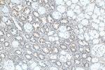 WIPF1 Antibody in Immunohistochemistry (Paraffin) (IHC (P))