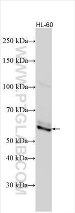 WIPF1 Antibody in Western Blot (WB)